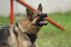 How Social Media Can Impact Your Virginia Dog Bite Case